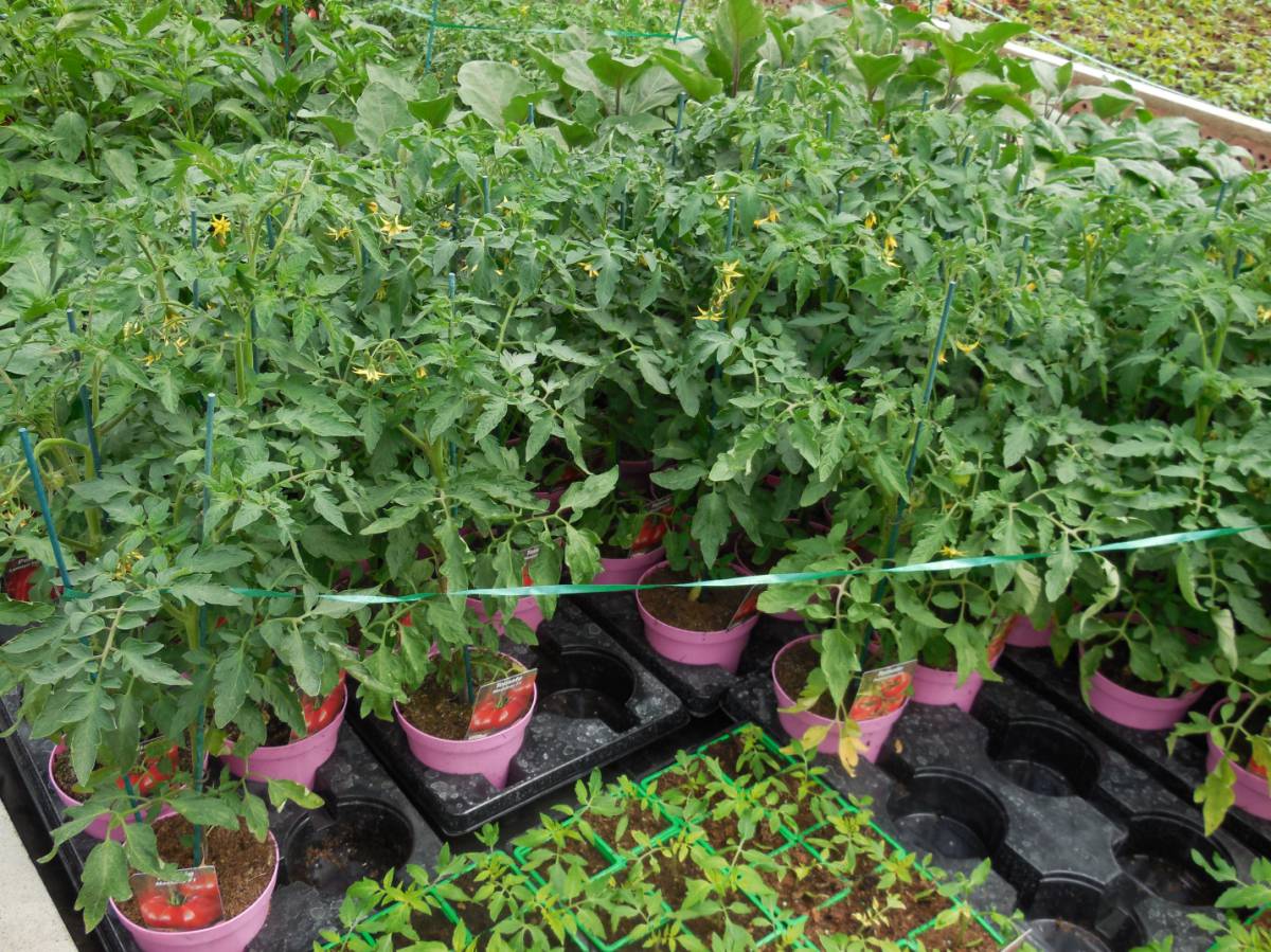 Jardin Malin 37 Montlouis Sur Loire Horticulteur Producteur