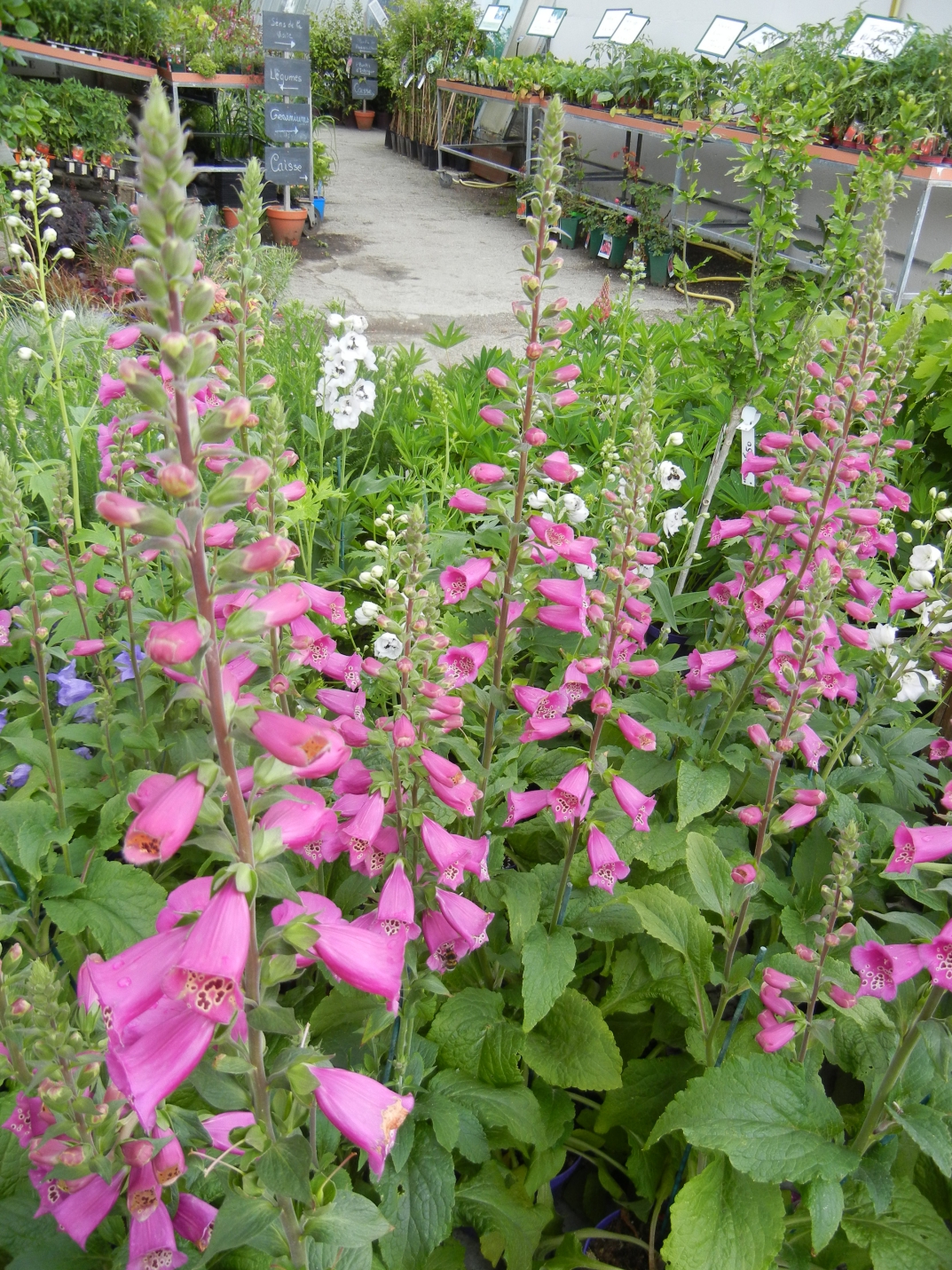 Jardin Malin Montlouis