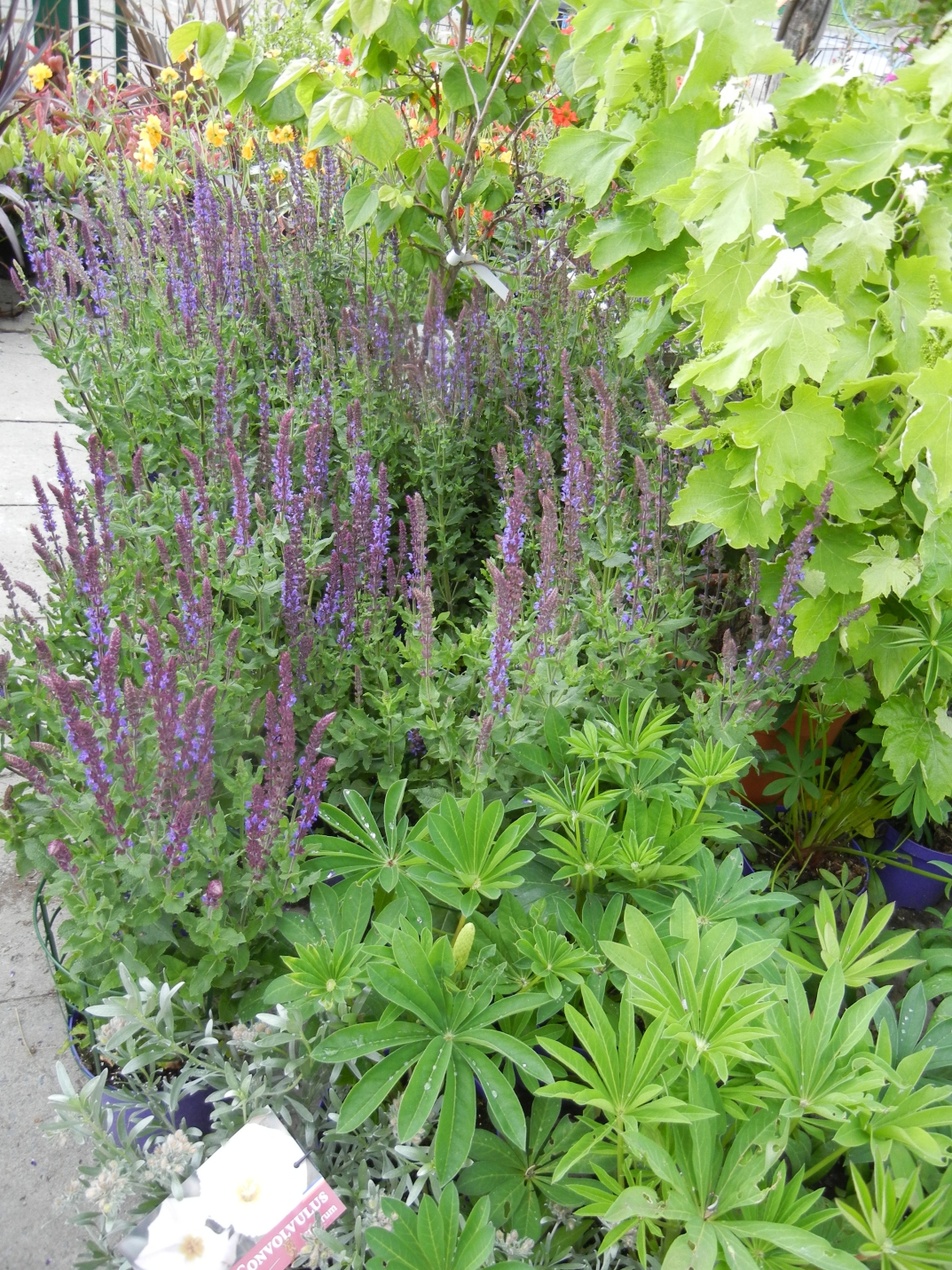 Jardin Malin Montlouis